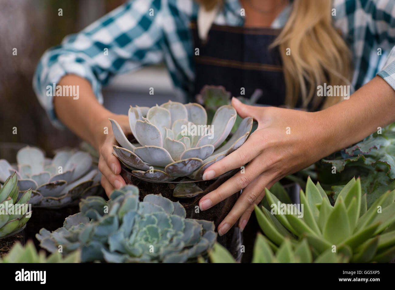 Close-up of a woman arranging plants Stock Photo