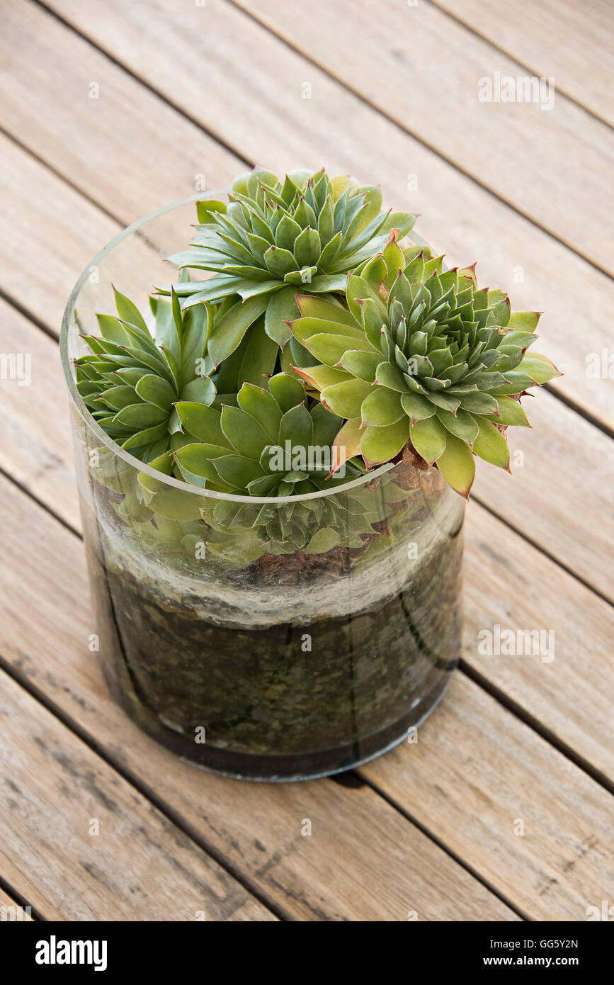 Potted succulent plants on deck Stock Photo