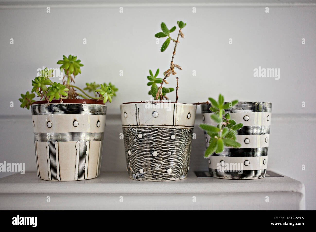 Potted plants on table at home Stock Photo