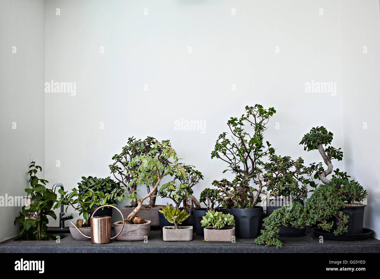 Potted plants in domestic garden Stock Photo