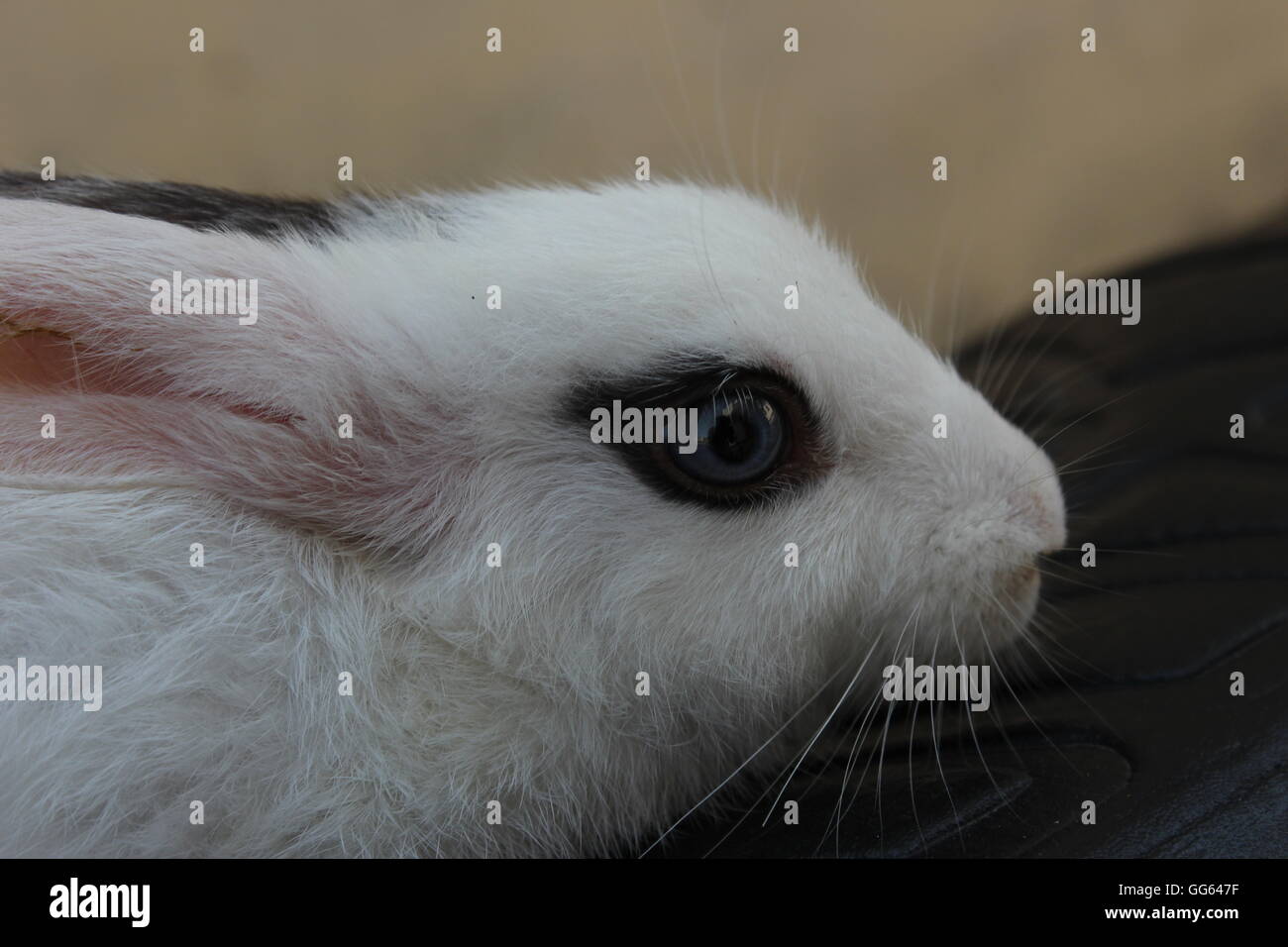 A cute rabbit Stock Photo - Alamy