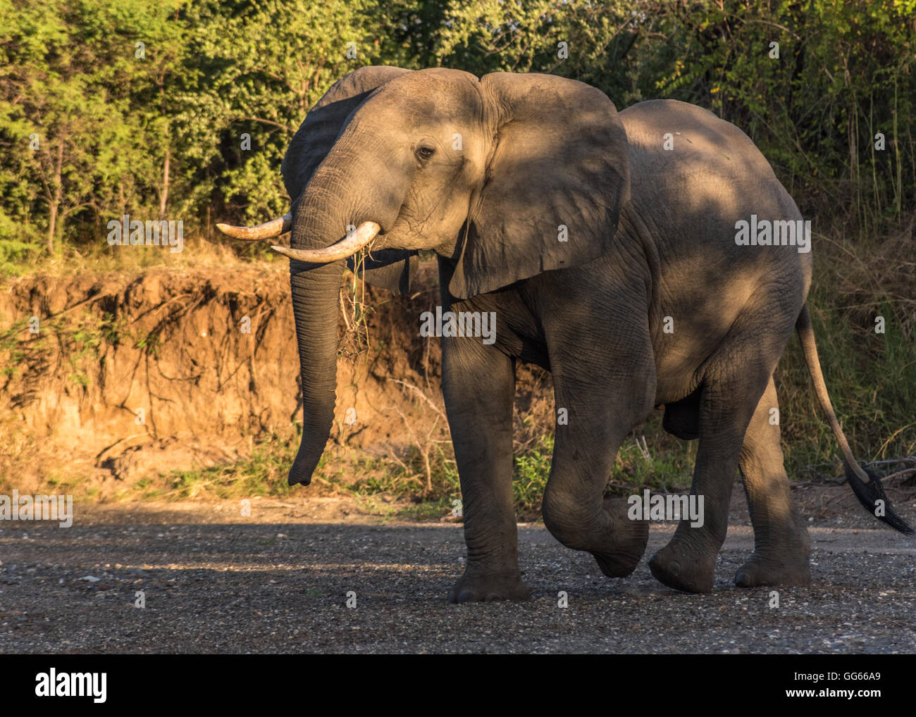 African Elephant in dry river bed Tanzania Stock Photo