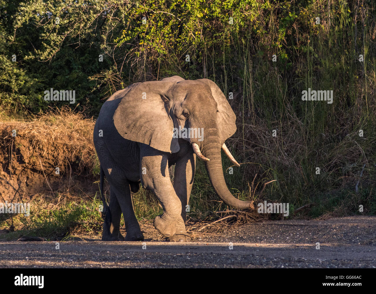 African Elephant in dry river bed Tanzania Stock Photo