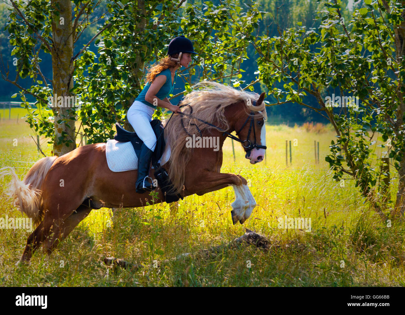 Stallion with female horse rider jumping in a meadow. Stock Photo