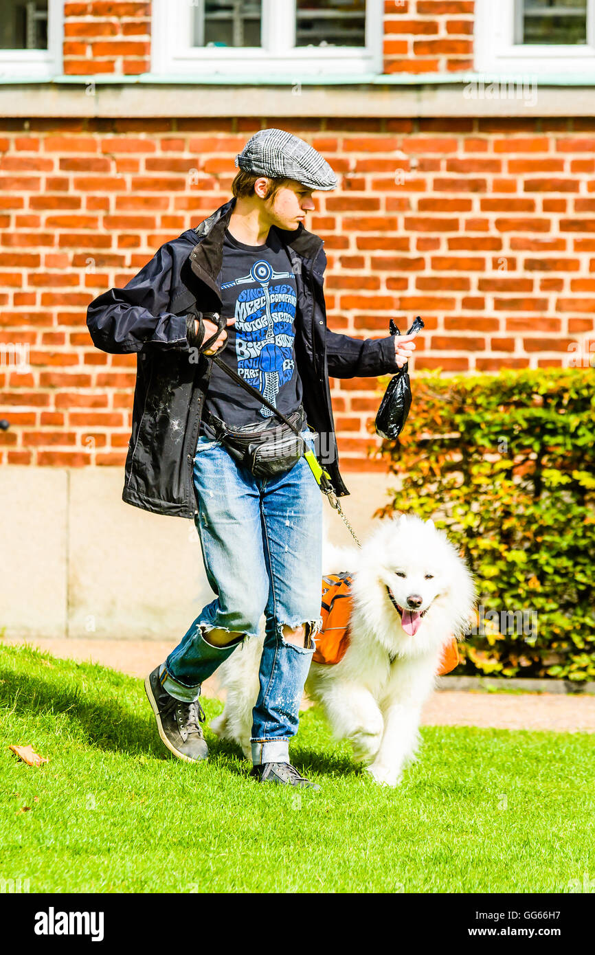 Ystad, Sweden - August 1, 2016: Real people in everyday life. Young adult man out walking with a Samoyed dog wearing an orange R Stock Photo