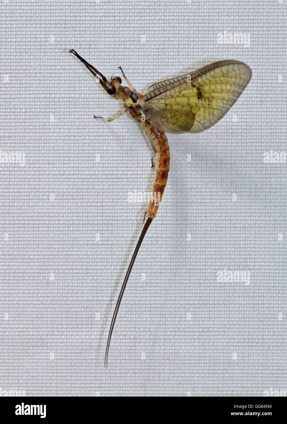 Mayfly (ephemera danica), Italy Stock Photo