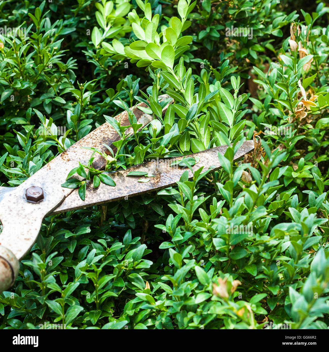 cutting boxwood bushes by pruning shears in summer day Stock Photo Alamy