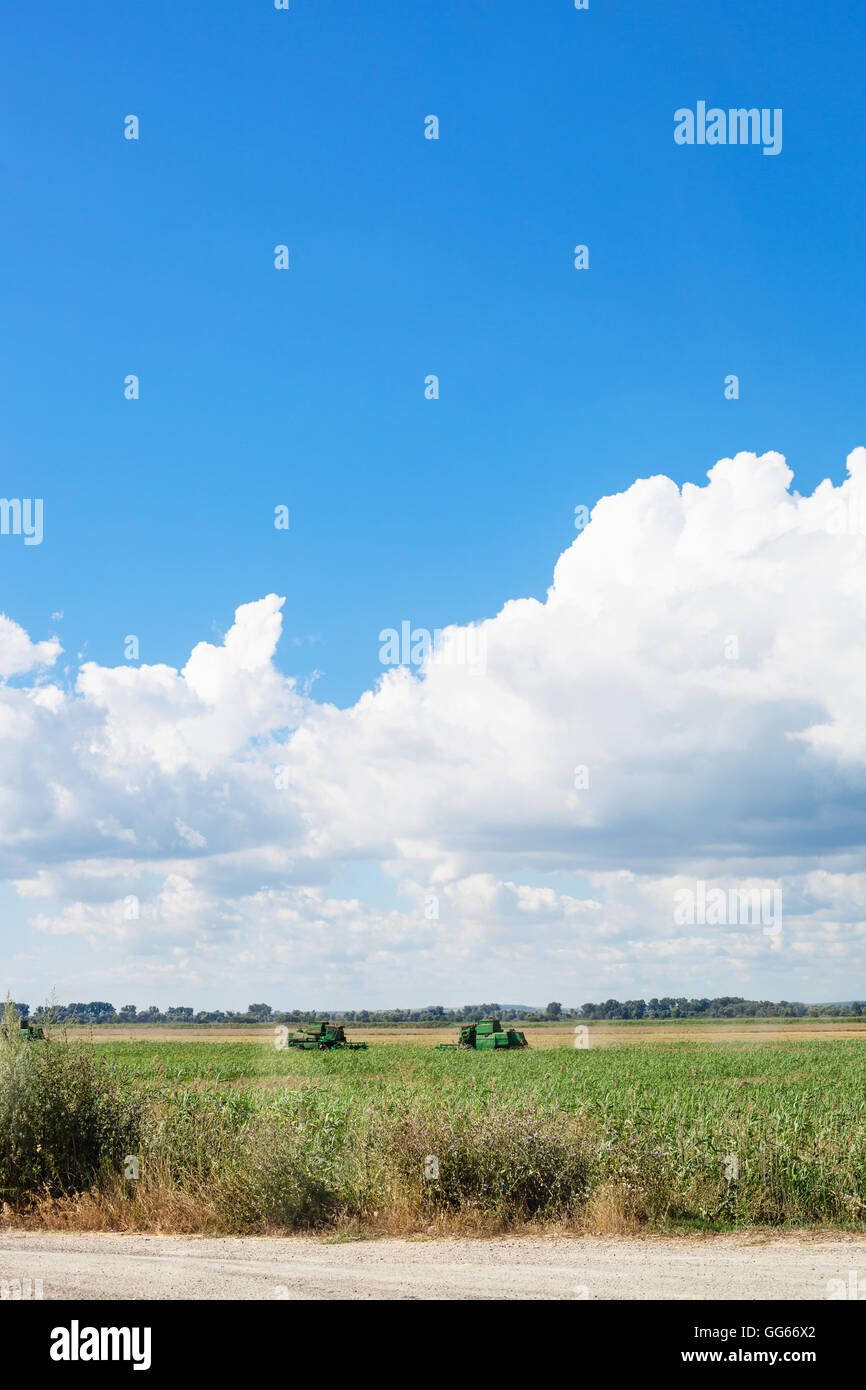 country landscape with agrarian field and blue sky in summer season Kuban, Russia Stock Photo