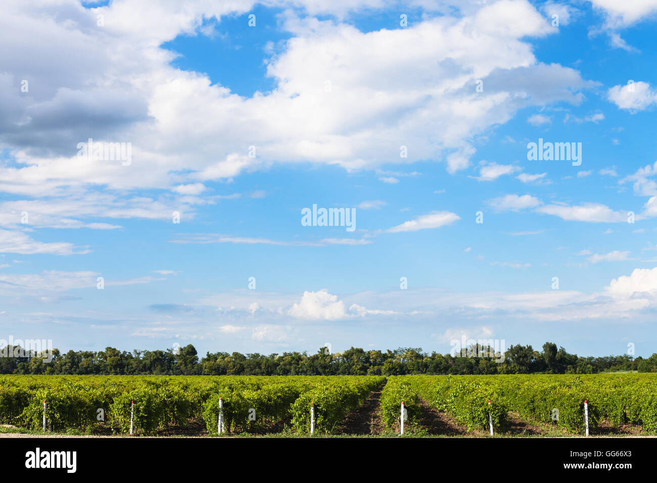 blue sky with white clouds over vineyards in sunny summer day, Taman - Phanagoria vine region, Kuban, Russia Stock Photo