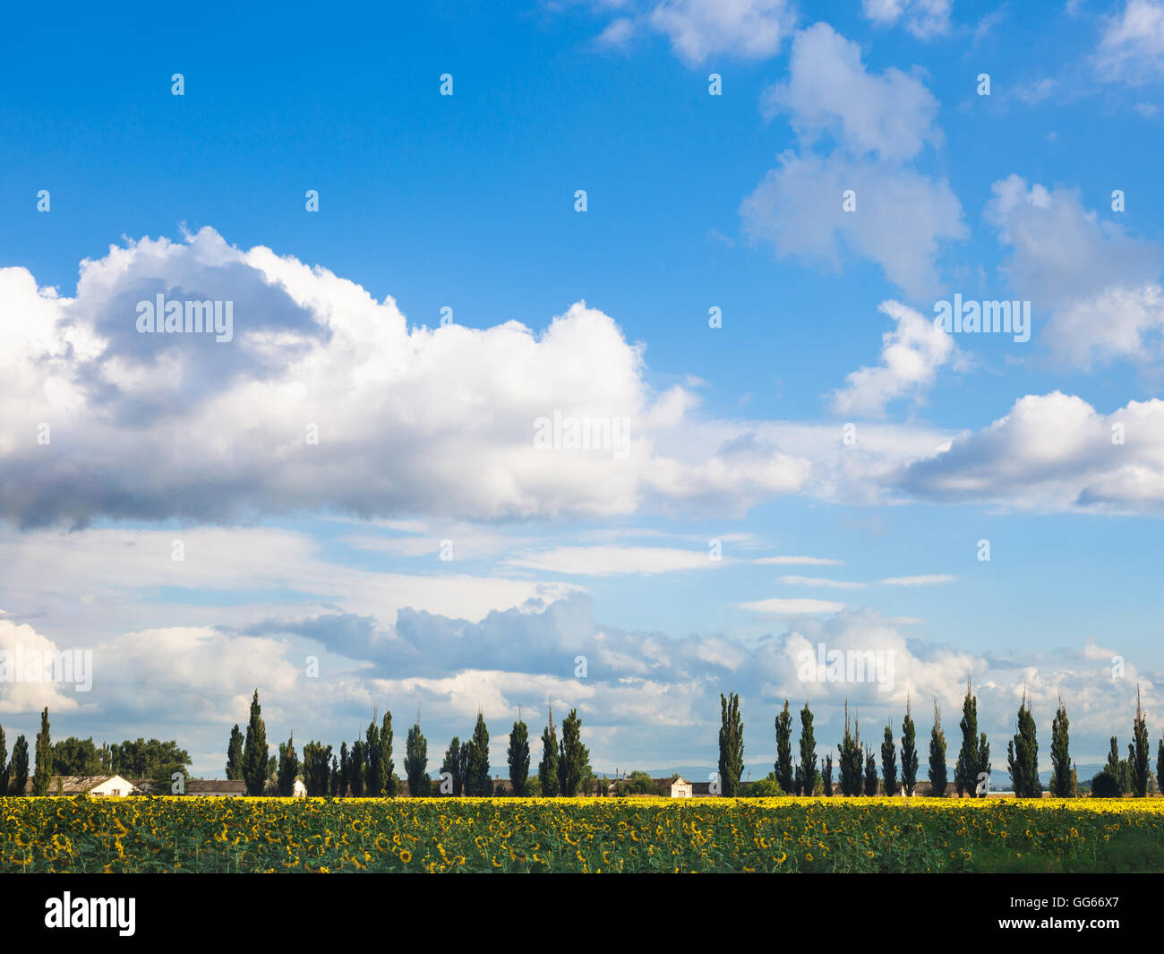 blue sky with white clouds over sunflower field, farmstead, poplar trees in sunny summer day, Kuban, Russia Stock Photo