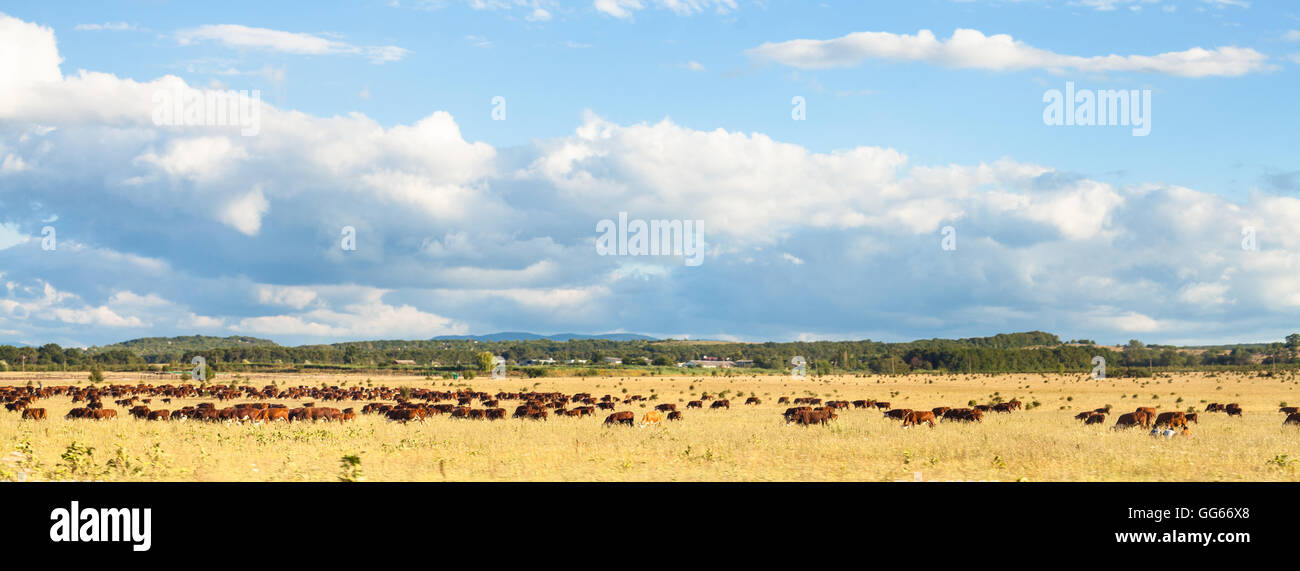 herd of cows grazing in pasture under blue sky with white clouds, Kuban, Russia Stock Photo