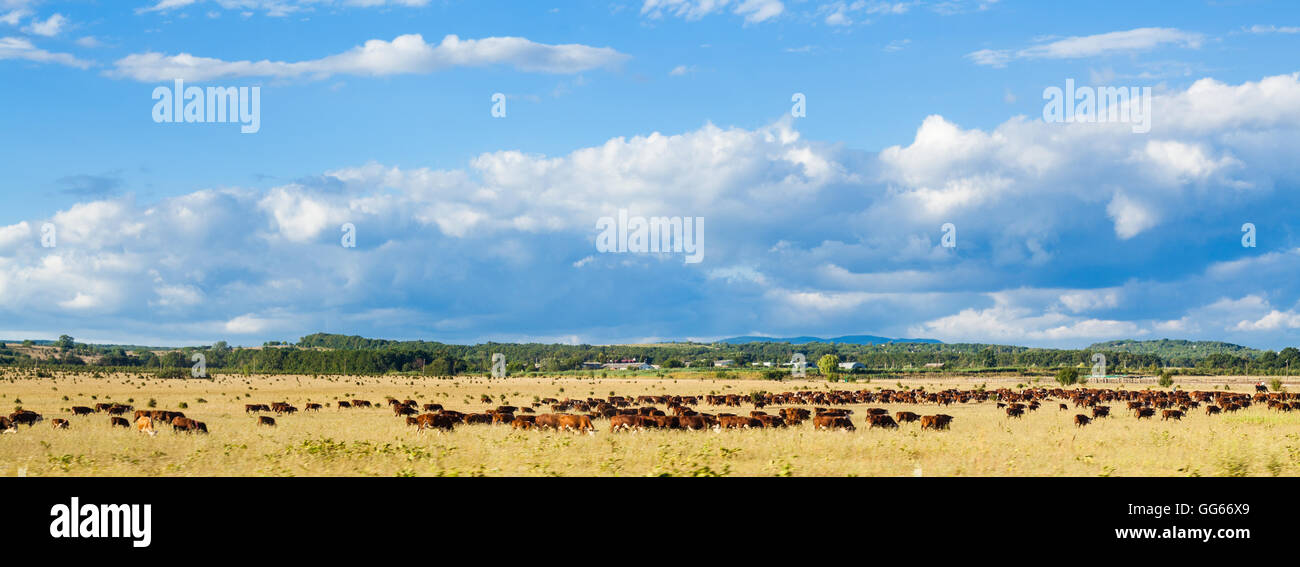 herd of cows grazing in agriculture field under blue sky with white clouds, Kuban, Russia Stock Photo