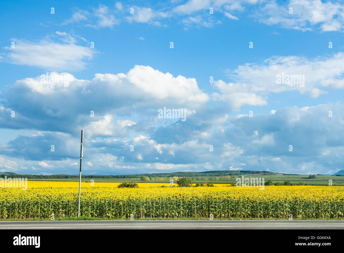 blue sky with white clouds over yellow sunflower field in sunny summer day, Kuban, Russia Stock Photo