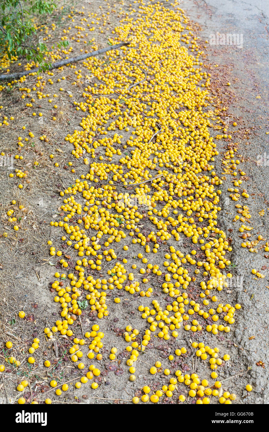 unharvested ripe yellow cherry plum fruits on roadside Stock Photo