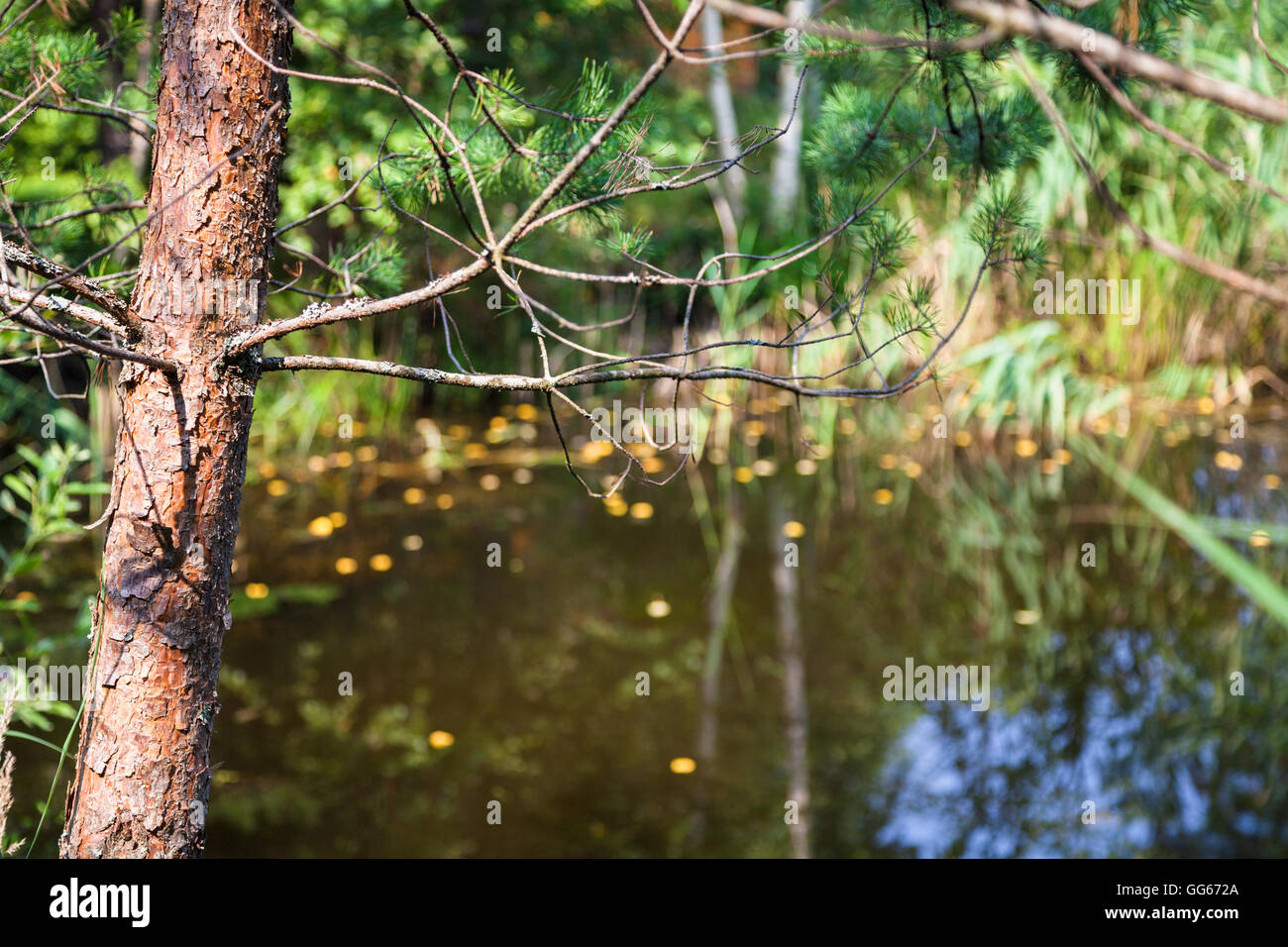 trunk of pine tree illuminated by sun and blurred forest pond on background Stock Photo
