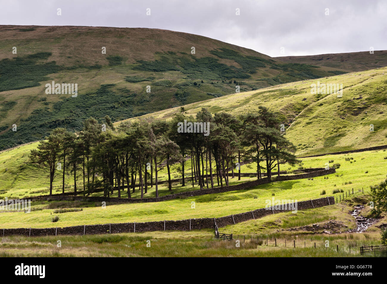 Landscape along the A708 road in the Scottish Borders near Moffat, Scotland, UK. Stock Photo