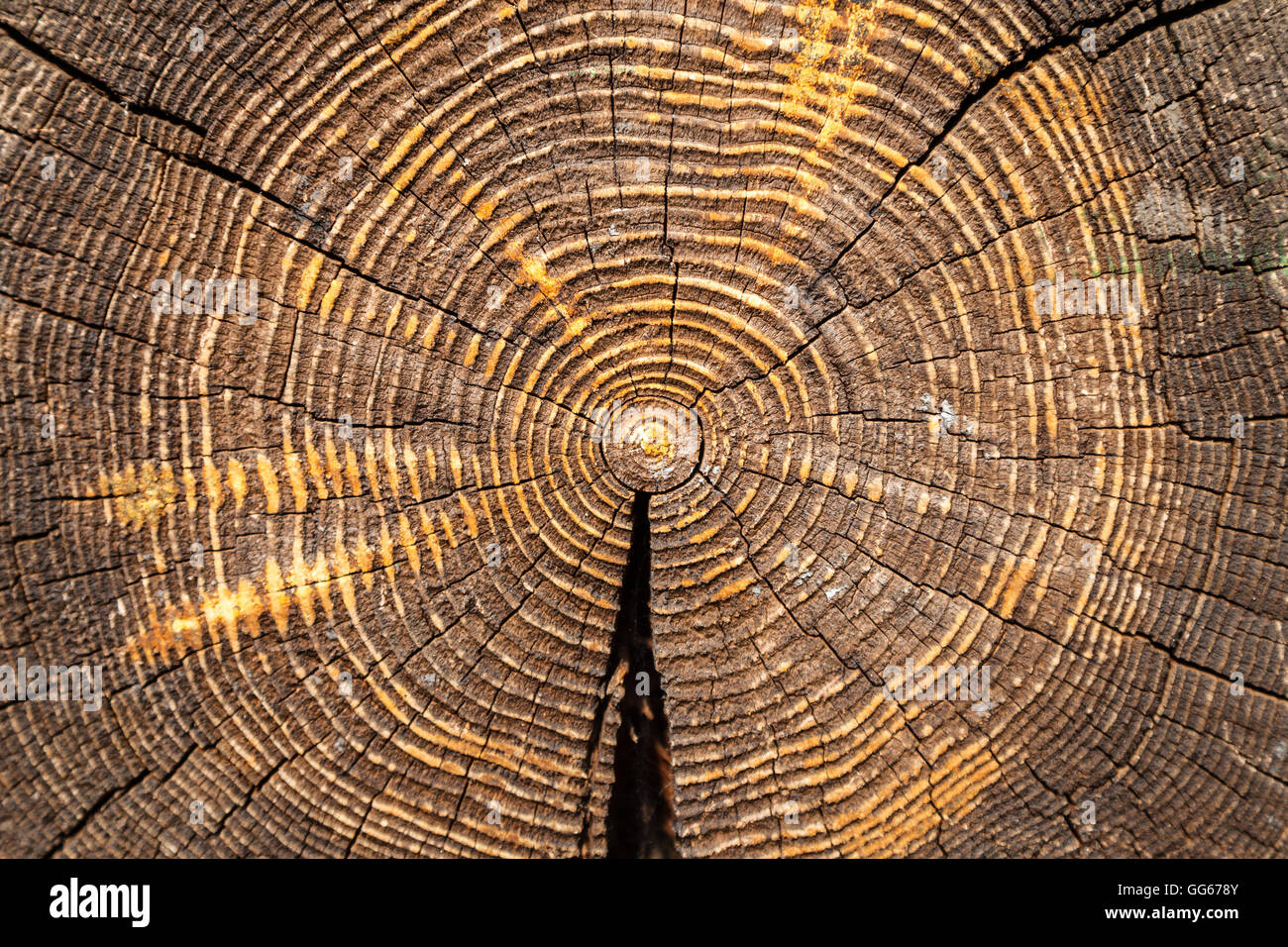 wood texture - cross section of old oak trunk impregnated by fireproofing Stock Photo
