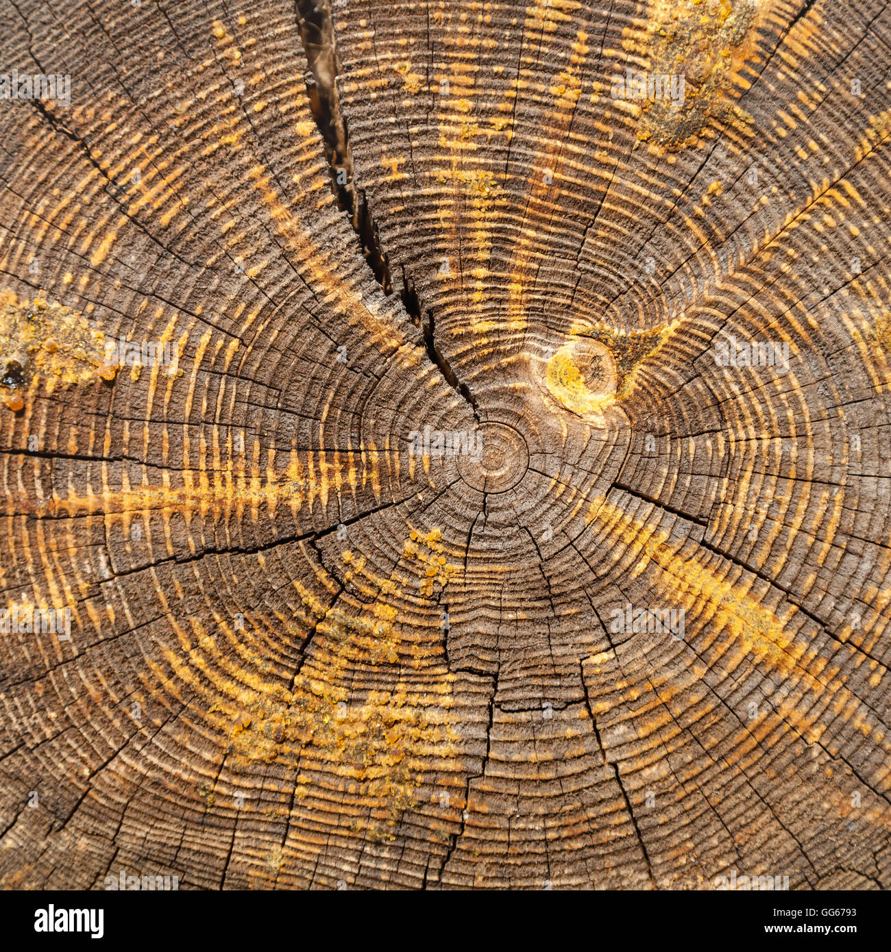 wood texture - cross section of old oak beam impregnated by fireproofing Stock Photo