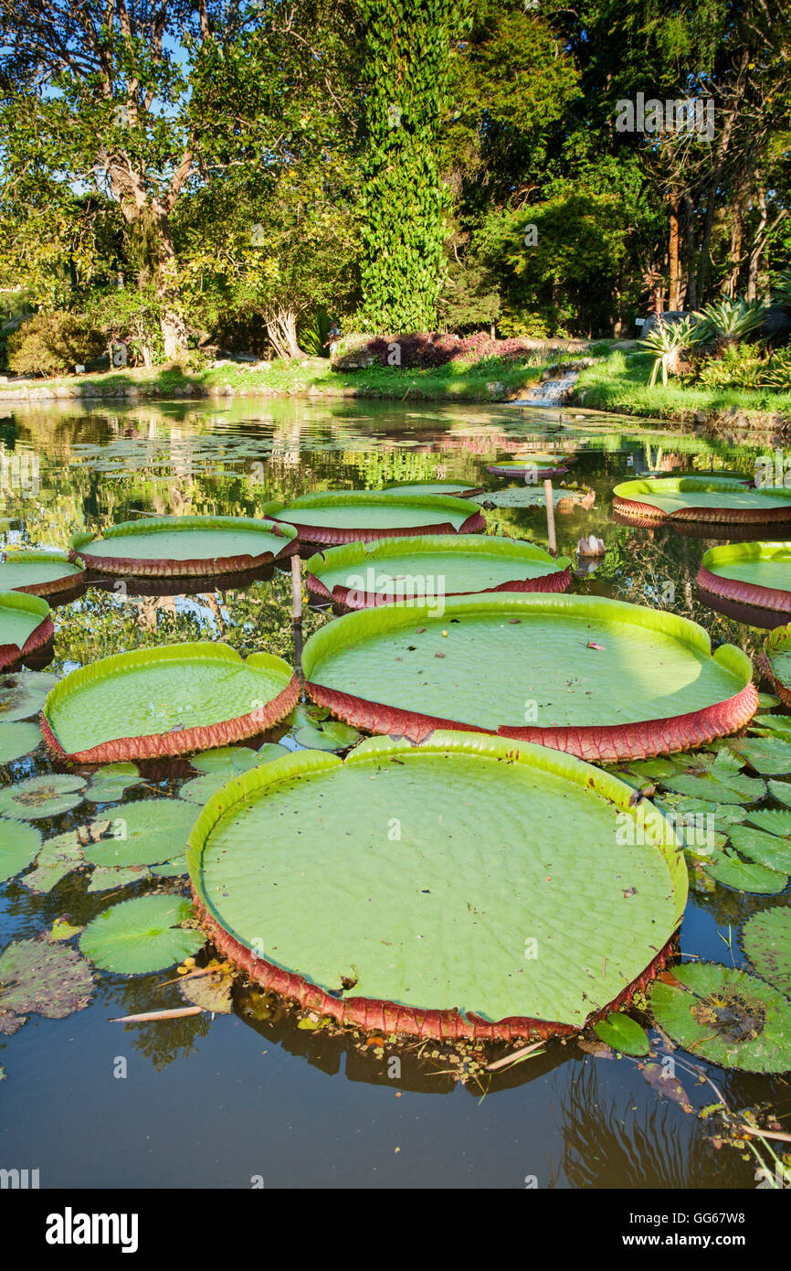 Amazon water lilies in the Botanical Gardens, Rio Stock Photo
