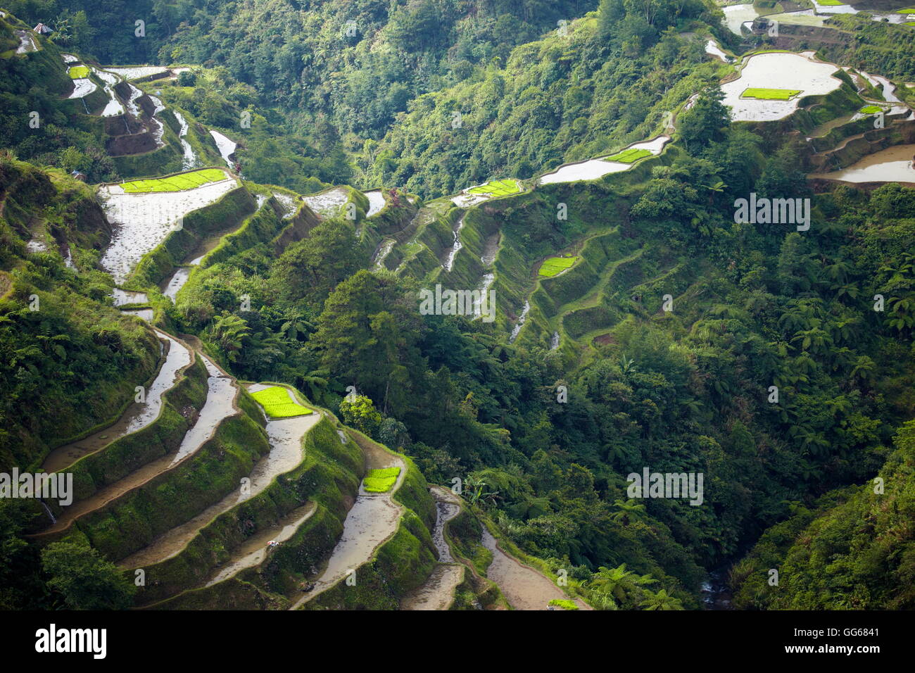 Rice Terraces of the Philippine Cordilleras UNESCO World heritage site