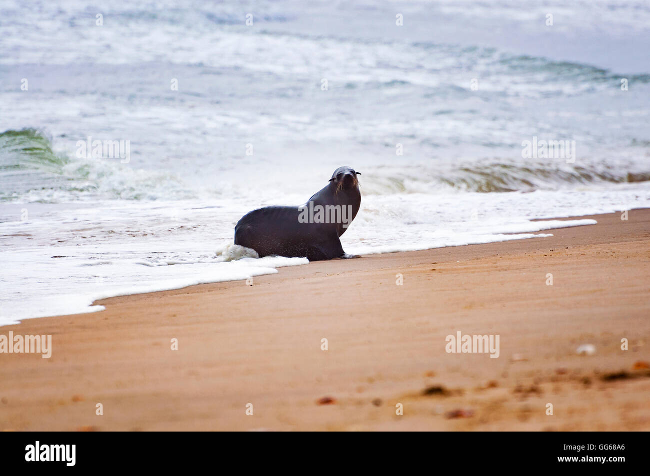 Sea Lion In The Beach In The Skeleton Coast In Namibia Africa Stock Photo Alamy