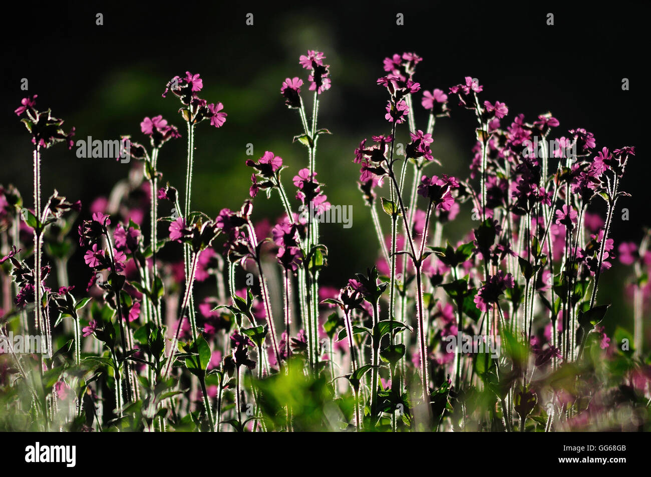 A clump of red campion UK Stock Photo