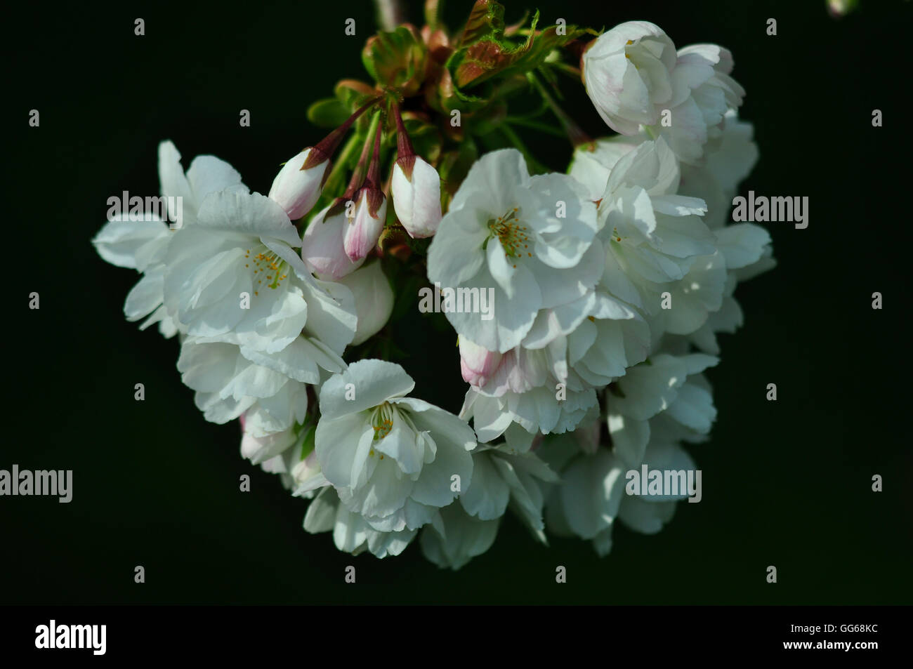The fantastic blossom of cherry prunus 'Shogetsu' 'Blushing Bride' UK Stock Photo
