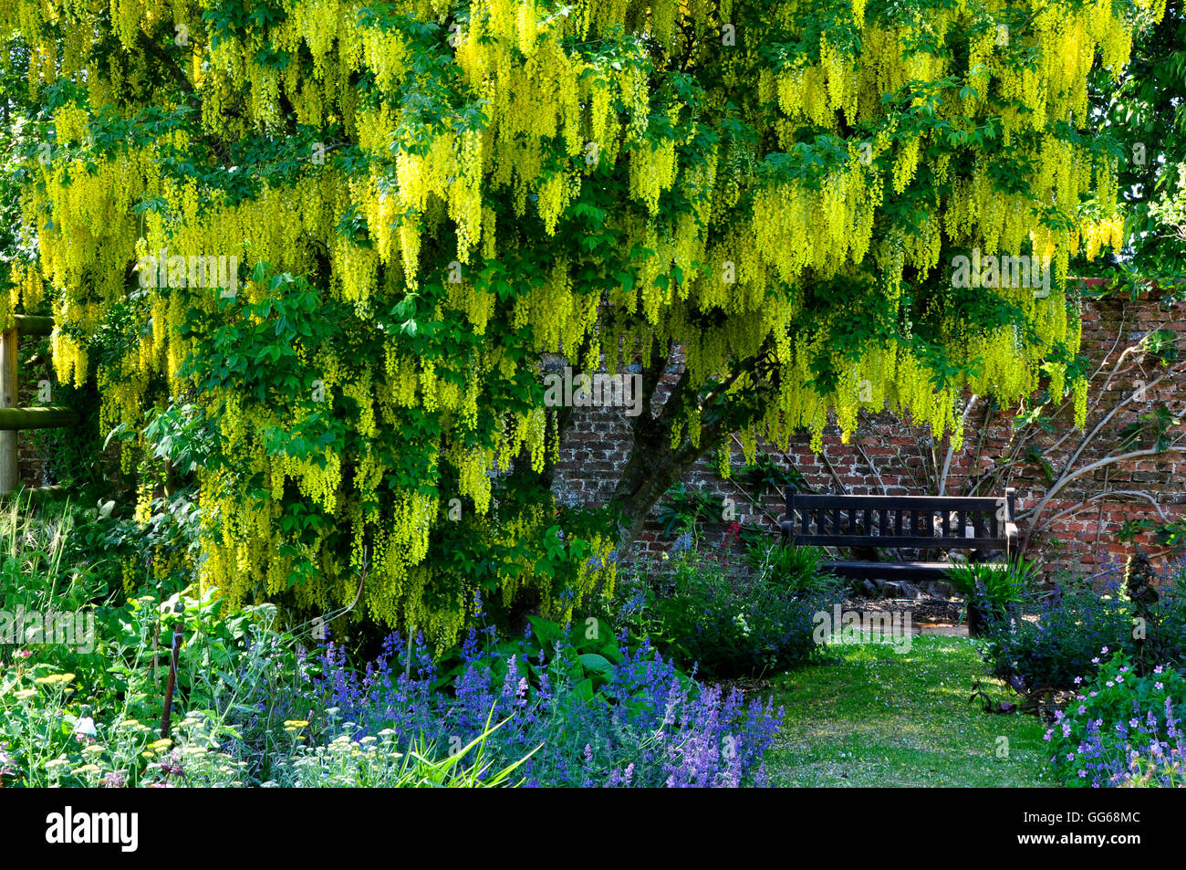 A flowering Laburnum tree in a garden UK Stock Photo