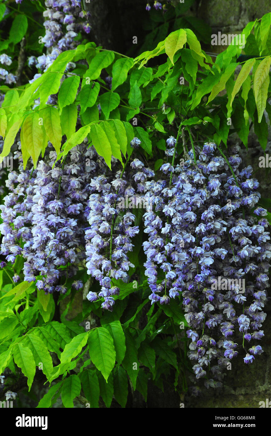 Wisteria flowers and leaves UK Stock Photo Alamy