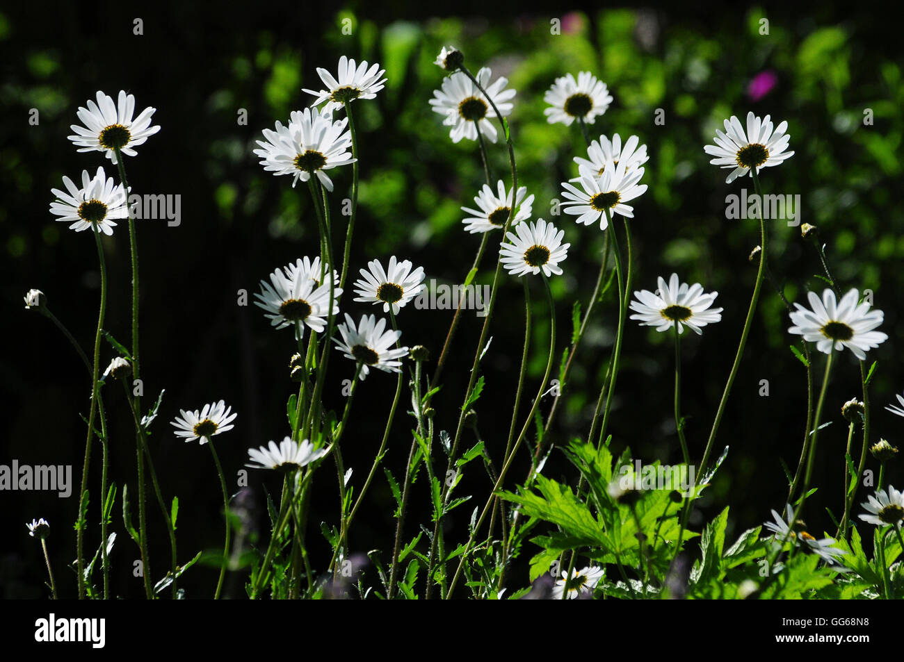 Ox-eye daisy flowers UK Stock Photo