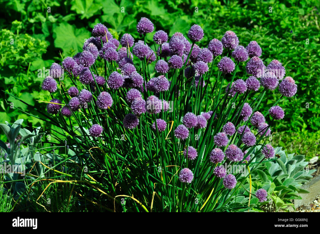 A clump of chives a garden herb UK Stock Photo