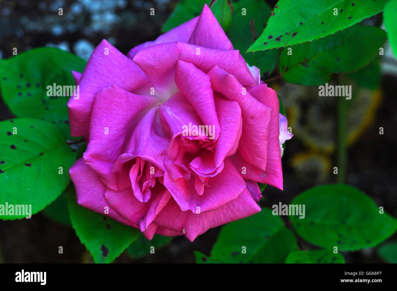 A single flower of rose rosa zephirine drouhin UK Stock Photo