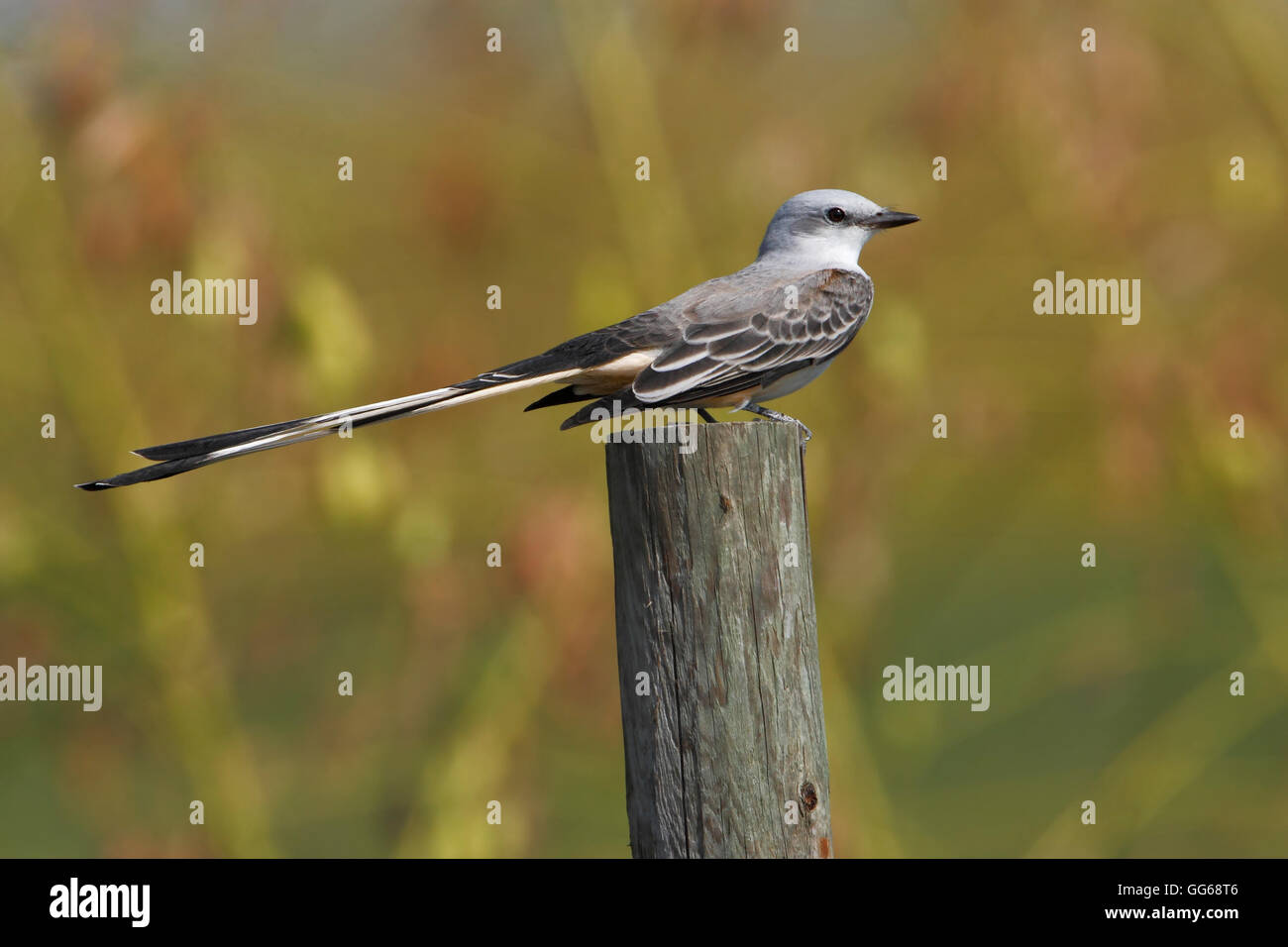 Scissor tailed bird hires stock photography and images Alamy