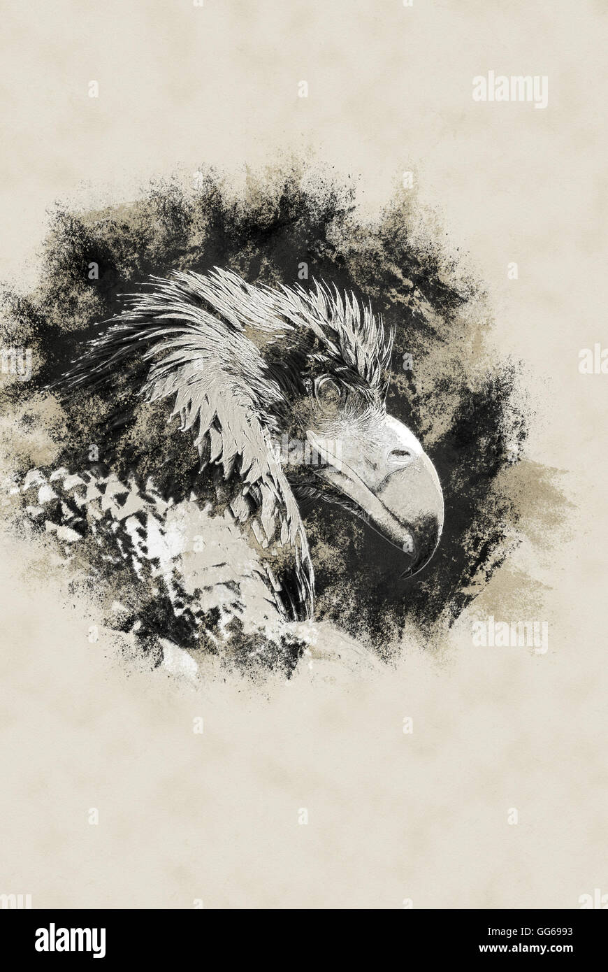 Portrait of Black Kite Stock Photo - Alamy