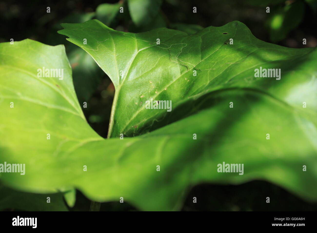 A large funnel shaped leaf Stock Photo Alamy
