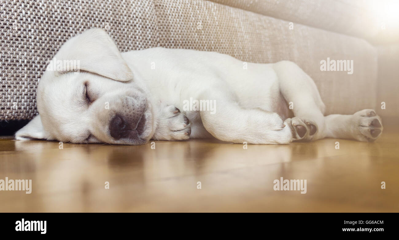 Tired sleeping dog on parquet floor Stock Photo