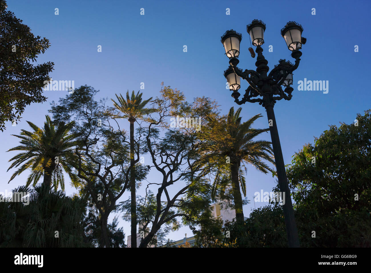Trees and ornamental lamp-post: Plaza de Mina, Cádiz, Andalusia, Spain Stock Photo