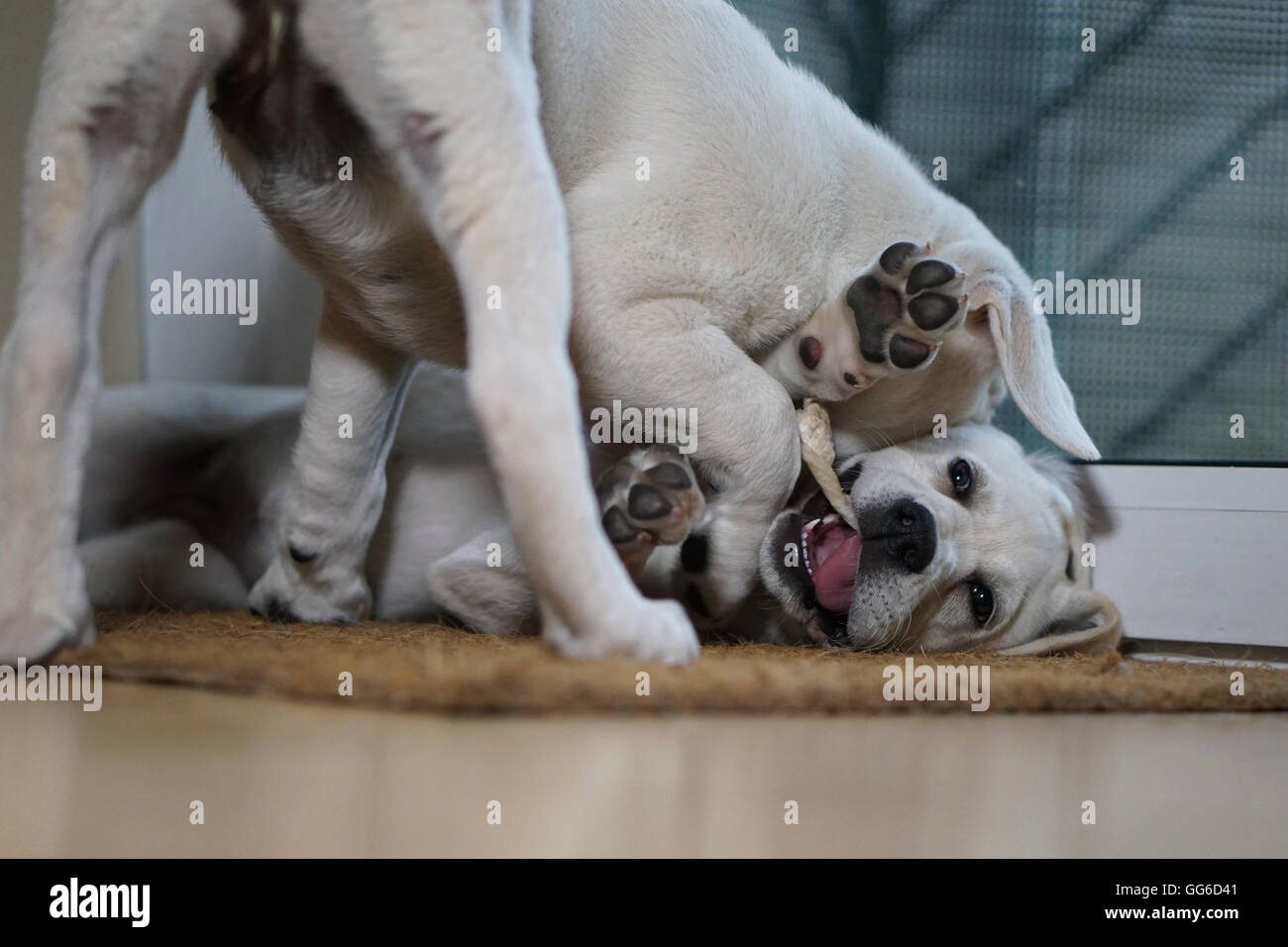 Two Labrador puppies play with each other until one gives up by two Stock Photo