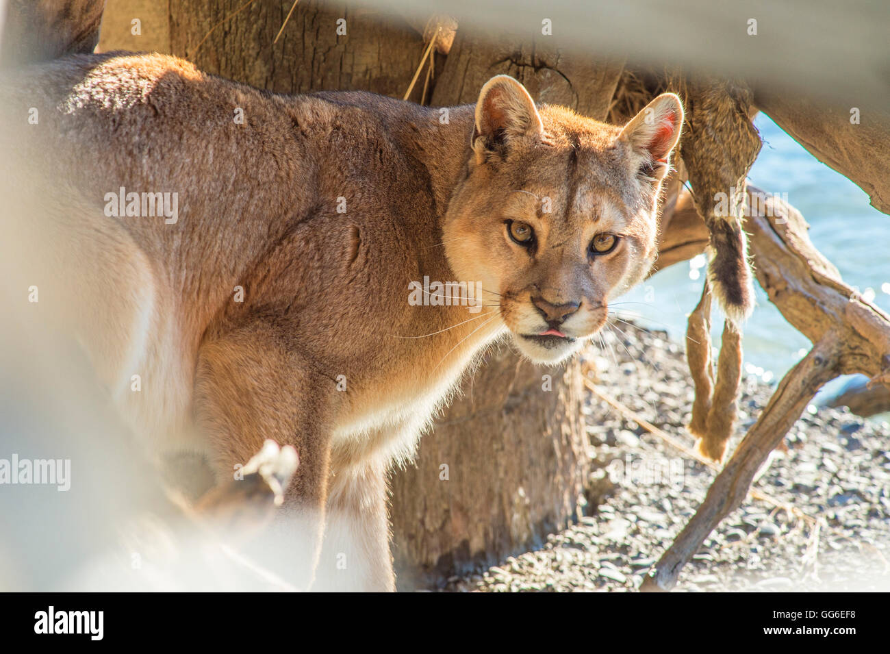 Puma (Puma concolor) (wild puma), Patagonia, Chile, South Stock Photo - Alamy