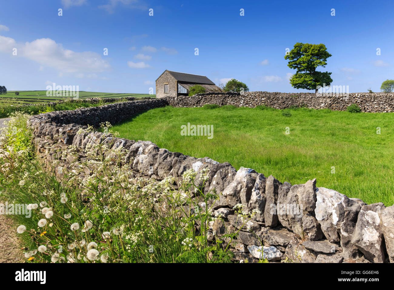 Typical spring landscape of country lane, dry stone walls, tree and barn, May, Litton, Peak District, Derbyshire, England, UK Stock Photo