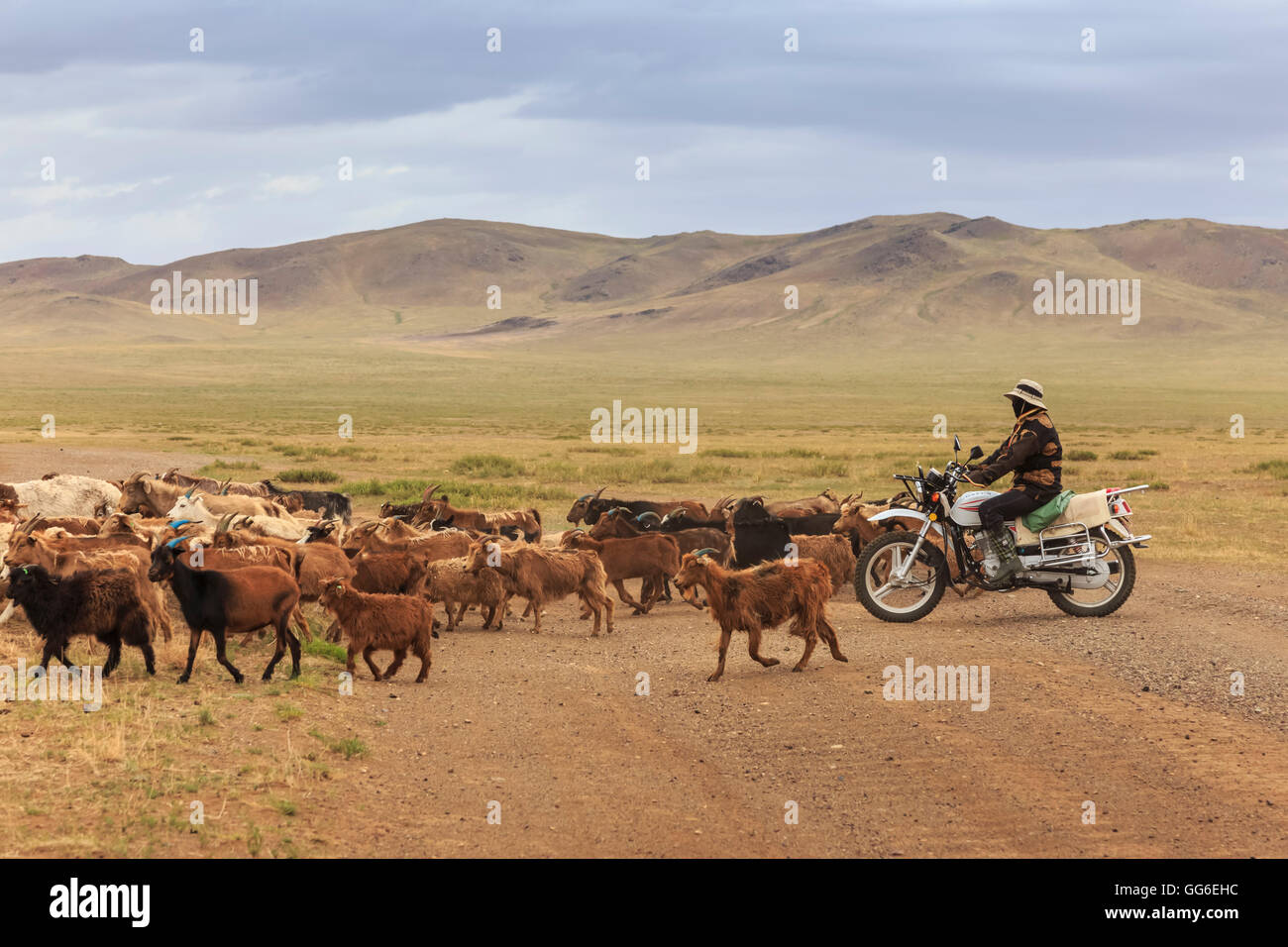Herder on motorcycle with goat and sheep herd crosses road to Mandalgov in hill country South of Ulan Bator, Tov, Mongolia Stock Photo