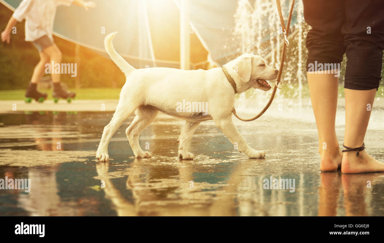 Labrador Retriever puppy happily before water fountains on a leash in a park by sunset - going for a walk with a dog Stock Photo