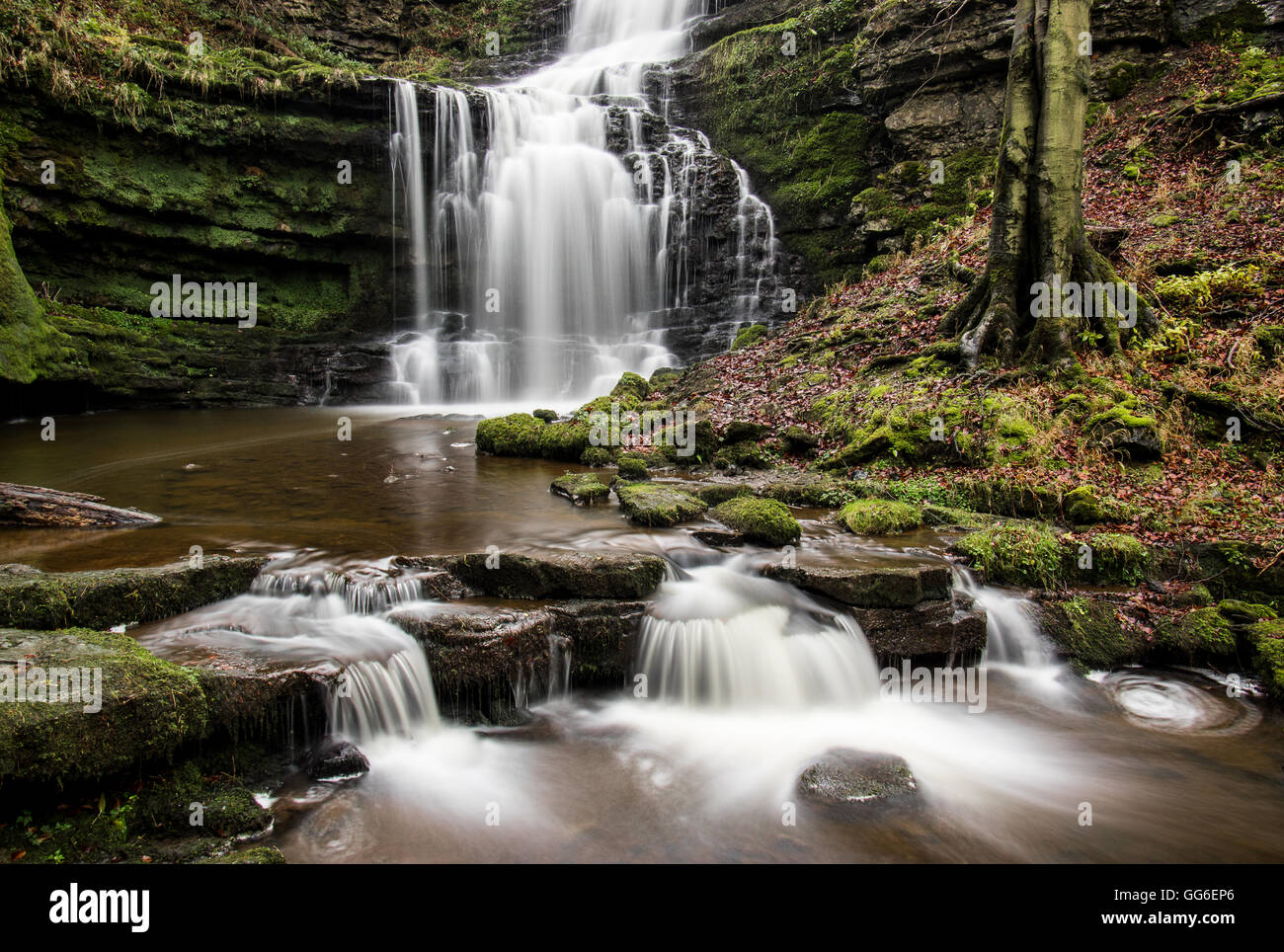 Scaleber Force waterfall, Yorkshire Dales, Yorkshire, England, United Kingdom, Europe Stock Photo
