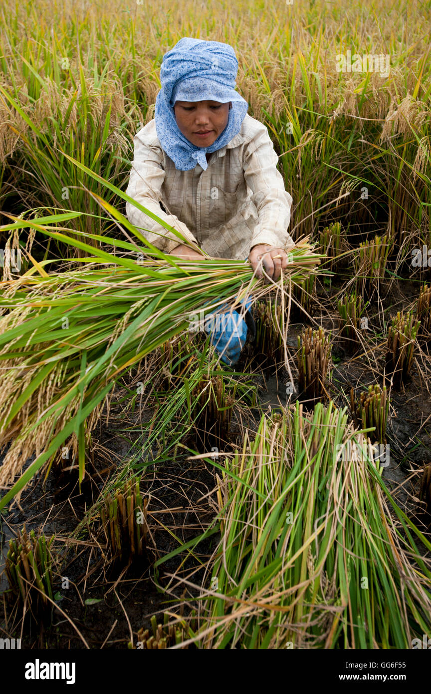 A woman harvests rice in north east India, India, Asia Stock Photo