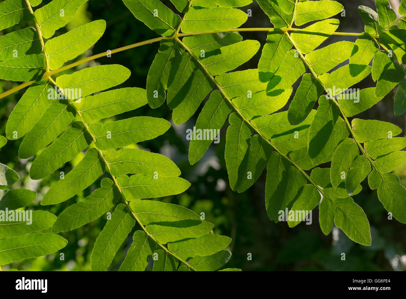 Royal Fern in Evening Sun Stock Photo