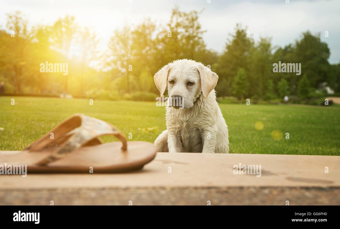 a wet labrador puppy sitting in the park at sunset and looking at a shoe he would probably bite too happy - pretty dog Stock Photo