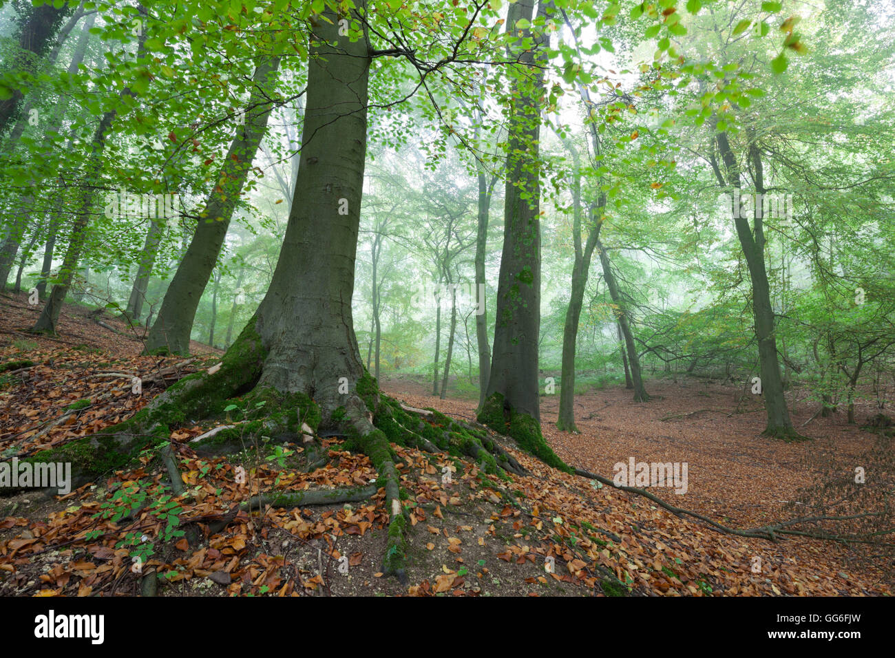 Autumnal woodland in mist, near Winchcombe, Cotswolds, Gloucestershire, England, United Kingdom, Europe Stock Photo