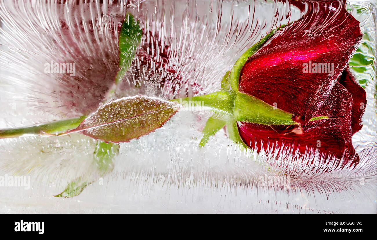 Red rose frozen in ice Stock Photo - Alamy