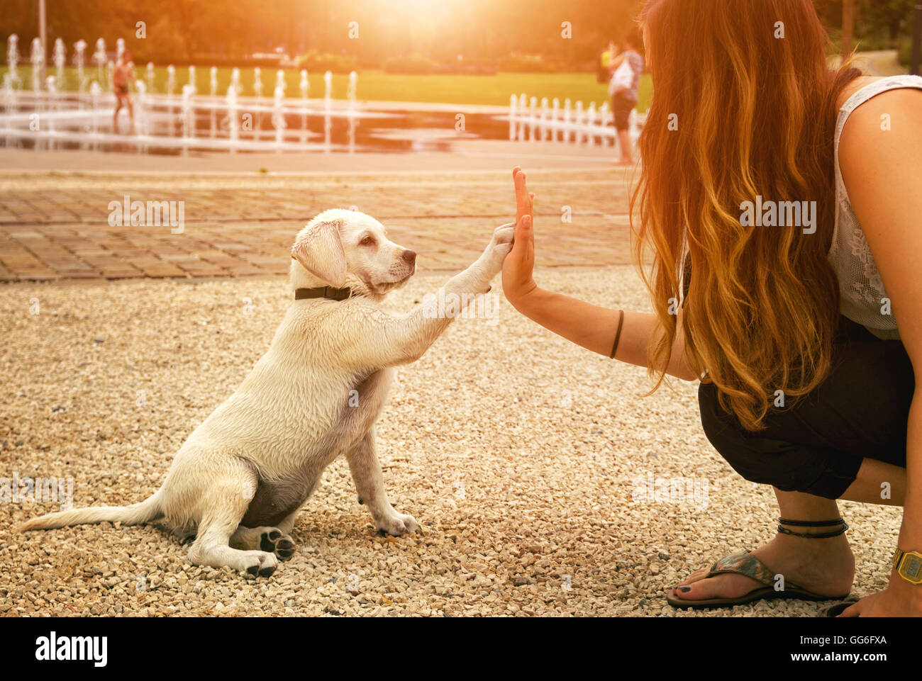 A labrador puppy and a young woman give themselves a High Five pretty