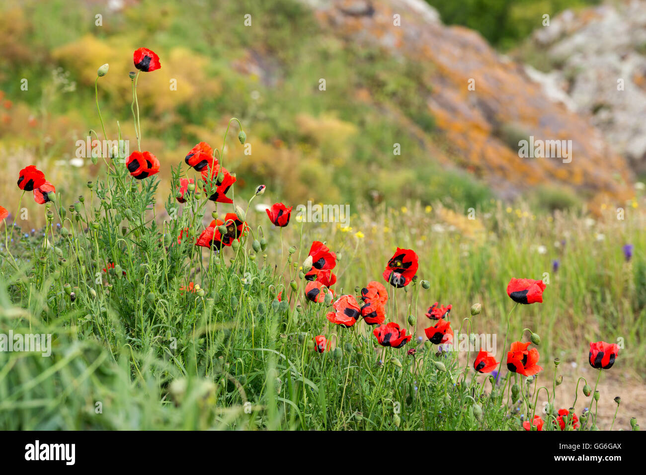 Red poppies on the bank of Sevan lake in Armenia Stock Photo